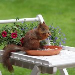 squirrel-818121_1280